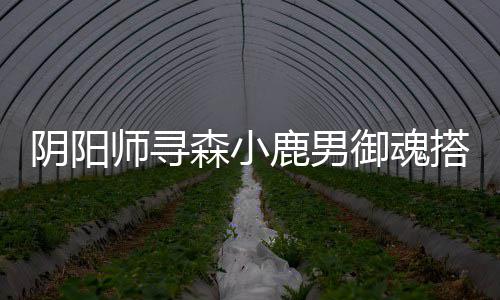 搭配鹿男阴阳御魂师寻森小